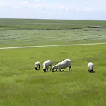 Feldkieker * Фридрихског